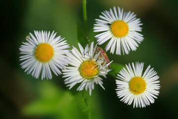 Fototapeta premium Colorful flowers in summer garden
