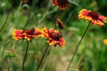 Colorful flowers in summer garden