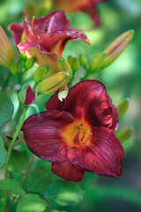 Colorful flowers in summer garden