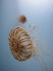 jellyfish in aquarium