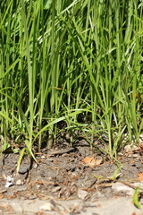 onions growing in the field