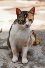 Cat in streets of Kissamos, Crete, Greece