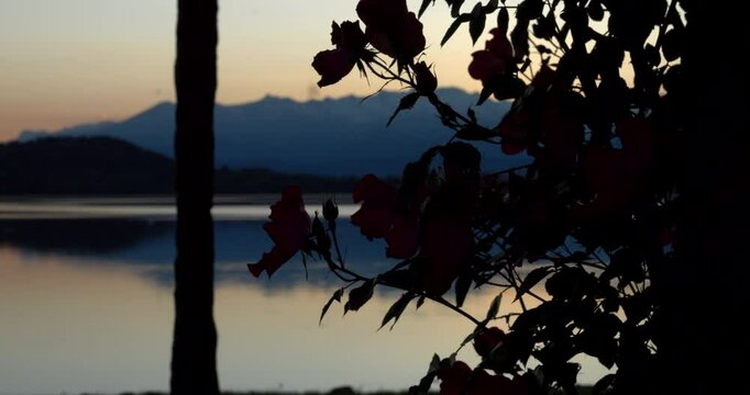 Viverone's lake at sunset with silhouette leaves frame. Italy. Panning 4K