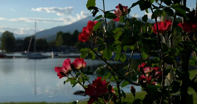 Red rose with Viverone's lake in background. Italy. Panning 4K