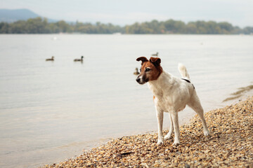 fox terrier dog standing on a flooding river shore with ducks swimming in the background