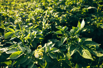 Potato crop green leaves fresh close-up top view macro wallpaper.