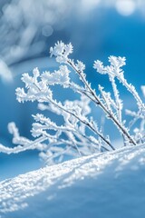 Snow-Covered Branches with Frost-Capped Leaves