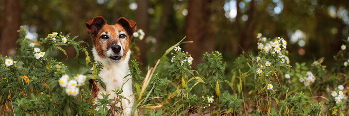 Fototapeta premium fox terrier dog close up portrait sitting in flowers