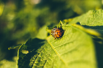 Colorado Potato Striped Beetle is a Serious Pest Of Potatoes plants