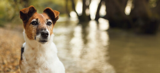 fox terrier dog sitting on a flooding river shore