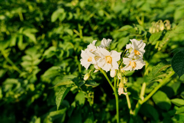 Flowering potato. Potato flowers blossom in sunlight grow in plant