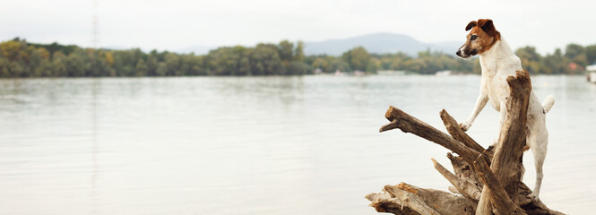 fox terrier dog standing on a log on a flooding river shore