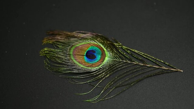 peacock feather