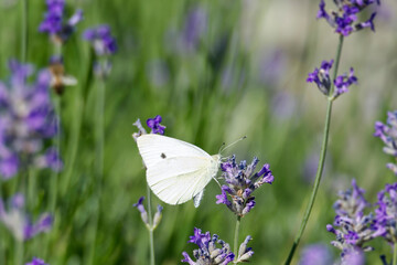 Small white butterfly (Pieris rapae) perched on lavender in Zurich, Switzerland