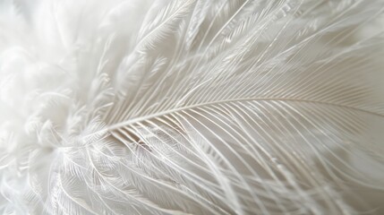 Soft Focus Feather Close-up