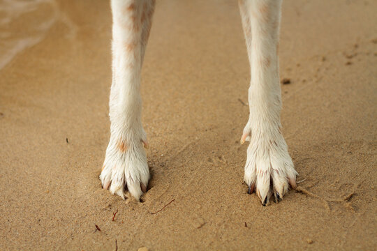 fox terrier dog paws close up shot standing on wet sand