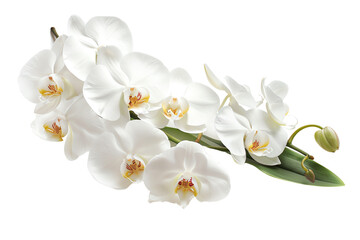 Elegant white orchid flowers in full bloom, isolated on a white background, showcasing their beauty and intricate details.