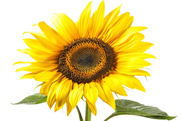 Obraz premium Close-up image of a vibrant yellow sunflower with green leaves against a white background, showcasing its detailed petals. Ideal for floral design.