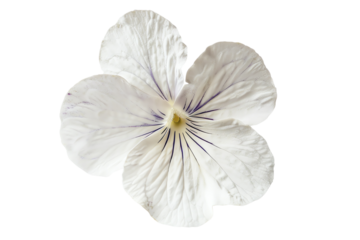 Close-up of a delicate white flower with fine purple lines on the petals, isolated against a white background, showcasing its natural beauty.