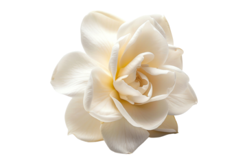 Close-up of a delicate white flower with intricate petals, isolated on a white background. Ideal for nature, botanical, and floral design projects.