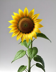 3D Model Cartoon Sunflower Wedding Bouquet  Flower Character 3D Rendered on a White Background.