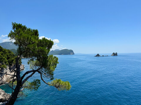 Blue sea and pine tree by rocky coast in Montenegro