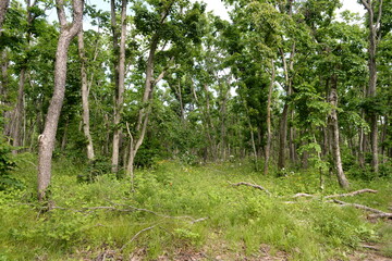 Forest near Fort No. 11 of the Southern Defense Department of the Vladivostok Fortress, Russian Island, Primorsky Krai, Russia