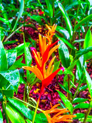 red and yellow flowers