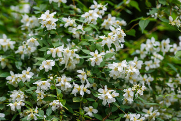 Philadelphus is a genus of shrubs from the Hydrangeaceae family