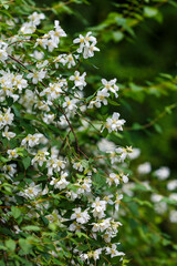 Philadelphus is a genus of shrubs from the Hydrangeaceae family