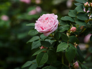 Rosa Maiden's Blush is an ancient variety of Alba roses