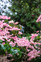 Cornejo japonés con flores rosas.