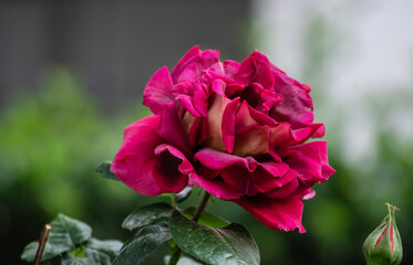 Una rosa de gran tamaño