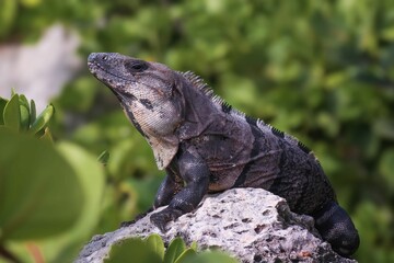 Closeup shot of a black iguana on a stone in a forest against blur green background