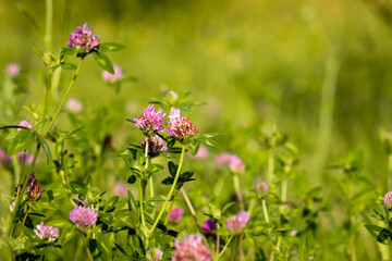 Field plants on a blurry background on a sunny June day in the countryside.