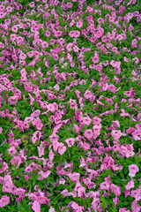 Flower background, flowers in the spring garden, blooming flowers, beautiful flowers in blossom. Spring blooming, spring flower background, natural flowers