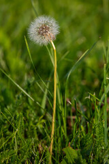 Field plants on a blurry background on a sunny June day in the countryside.