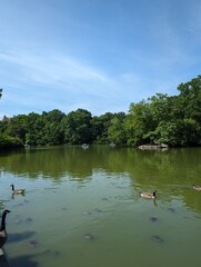 central park ducks and turtles