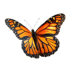 Monarch butterfly with bright orange wings and black edges. isolate on white background