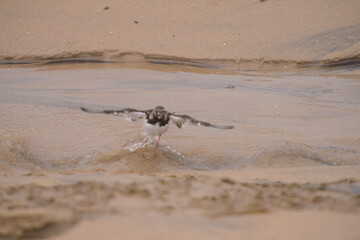 The ruddy turnstone (Arenaria interpres)