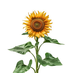 Fototapeta premium Close-Up of a Bright Yellow Sunflower with Green Leaves isolated on PNG Cutout background