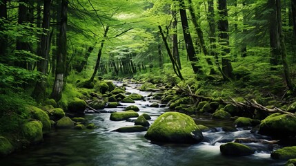 Obraz premium Mystical Forest Stream.