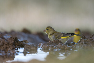 Close-up shot of European Greenfinch