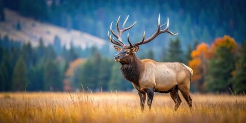 Majestic elk standing in a field, gazing to the right, elk, wildlife, nature, majestic, field, outdoors, forest, antlers