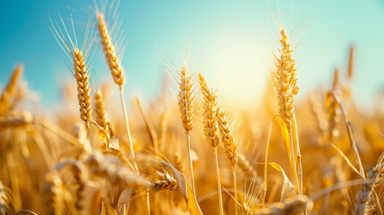 Fototapeta premium Labor Day: Golden Wheat Field Under a Clear Sky Representing Hard Work and Reward