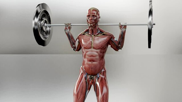 Barbell parallel Squat Exercise. Bodybuilding gym exercising, High Bar Olympic Squat, male workout on black background, Anatomical 3d render