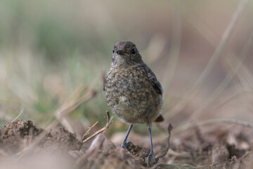 Close-up shot of Juvenile Moussier's Redstart (Phoenicurus moussieri)