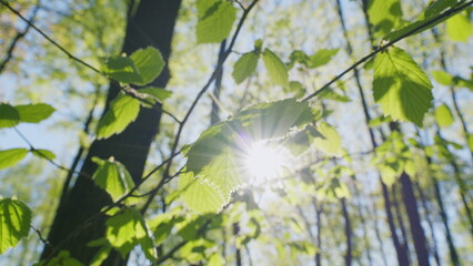Fototapeta premium Sky Through Trees. Sun Shines Into Camera Through Green Leaves On Tree Branches Swaying In Wind. Green Foliage Of Tree And Bright Sunlight Bursting Through Leaves.