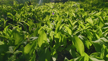 Spring Forest With Blossoming Plants And Trees. Fresh Beautiful Convallaria Majalis Lily Of The Valley In Forest. Lily Of The Valley Or Marys Tears.