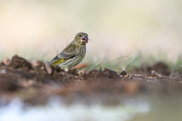 Close-up shot of European Greenfinch